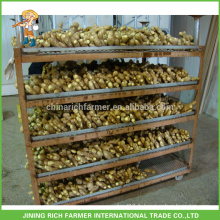 Fresh Ginger Exporter Chinese Ginger 150g jusqu&#39;à 7kg / 8kg Boîte en PVC